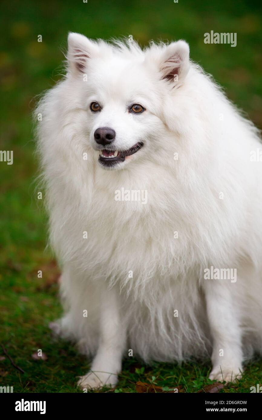 Spitz japonais, portrait-tête Banque D'Images