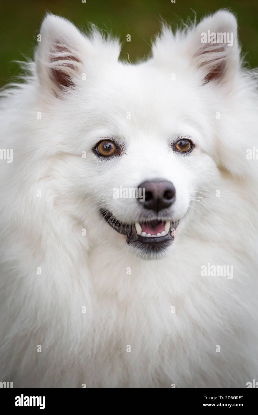 Spitz japonais, portrait-tête Banque D'Images