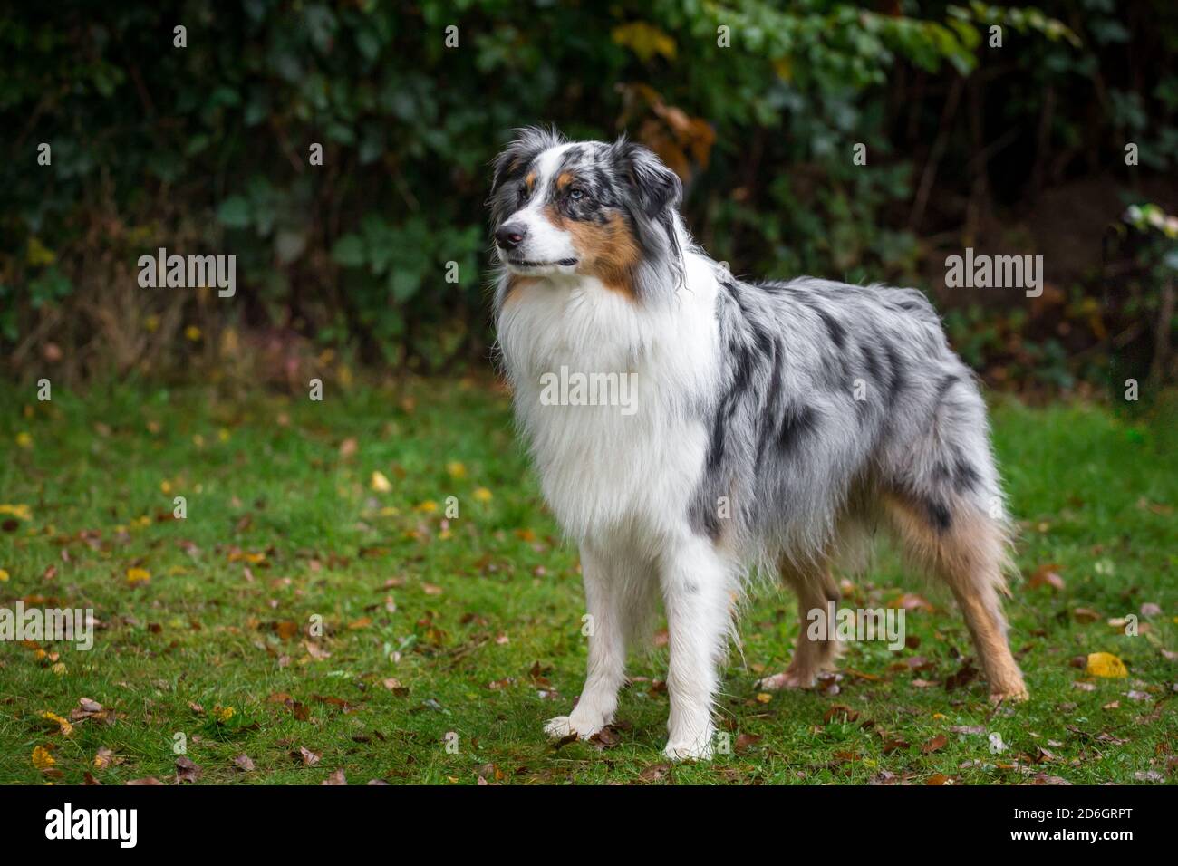 Merle Australian Shepherd Dog, debout Banque D'Images