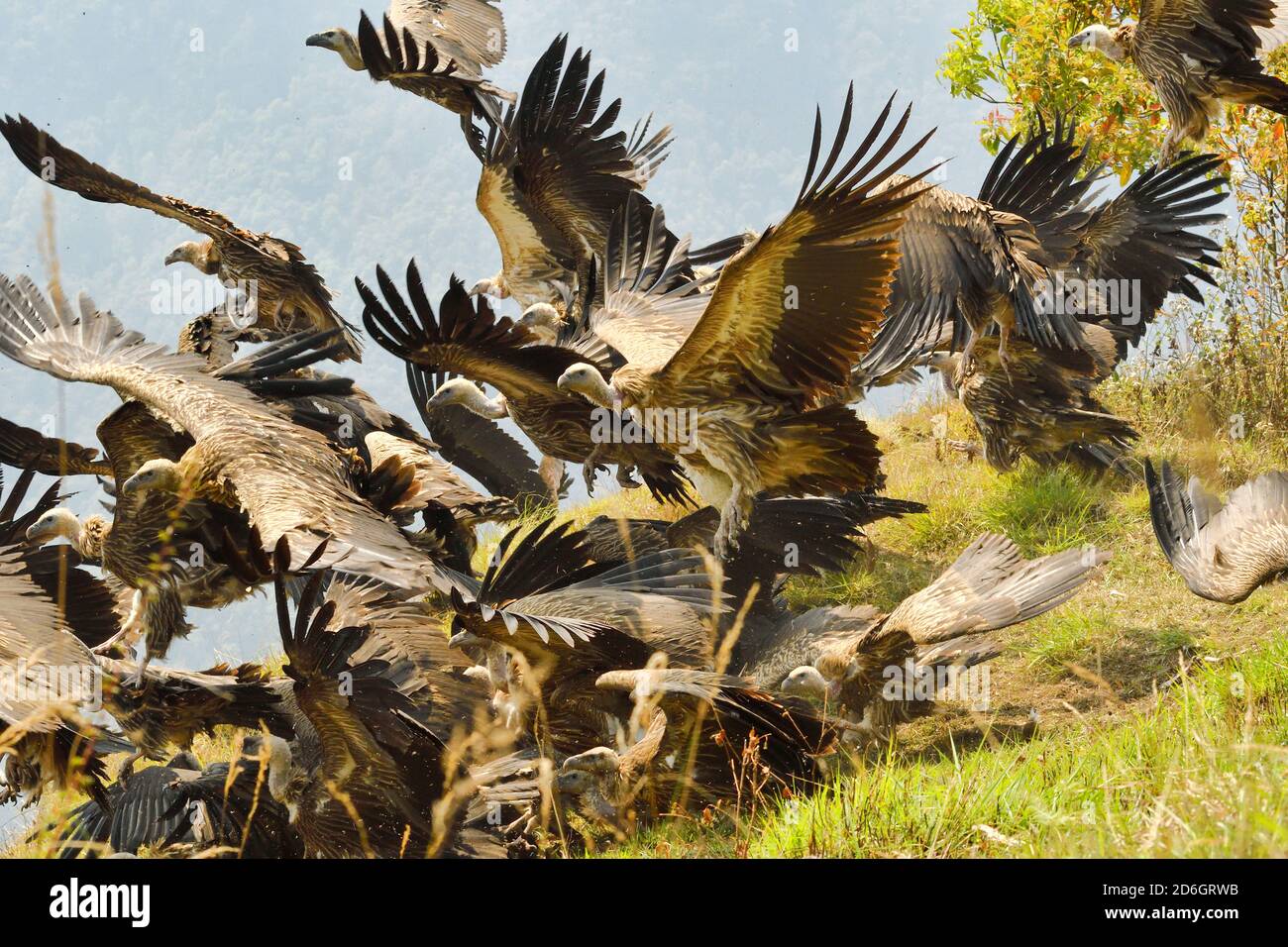 Vautours de Griffon himalayan, Gyps himalayensis, en vol depuis Jackal. Au sud des montagnes Annapurna, au Népal Banque D'Images