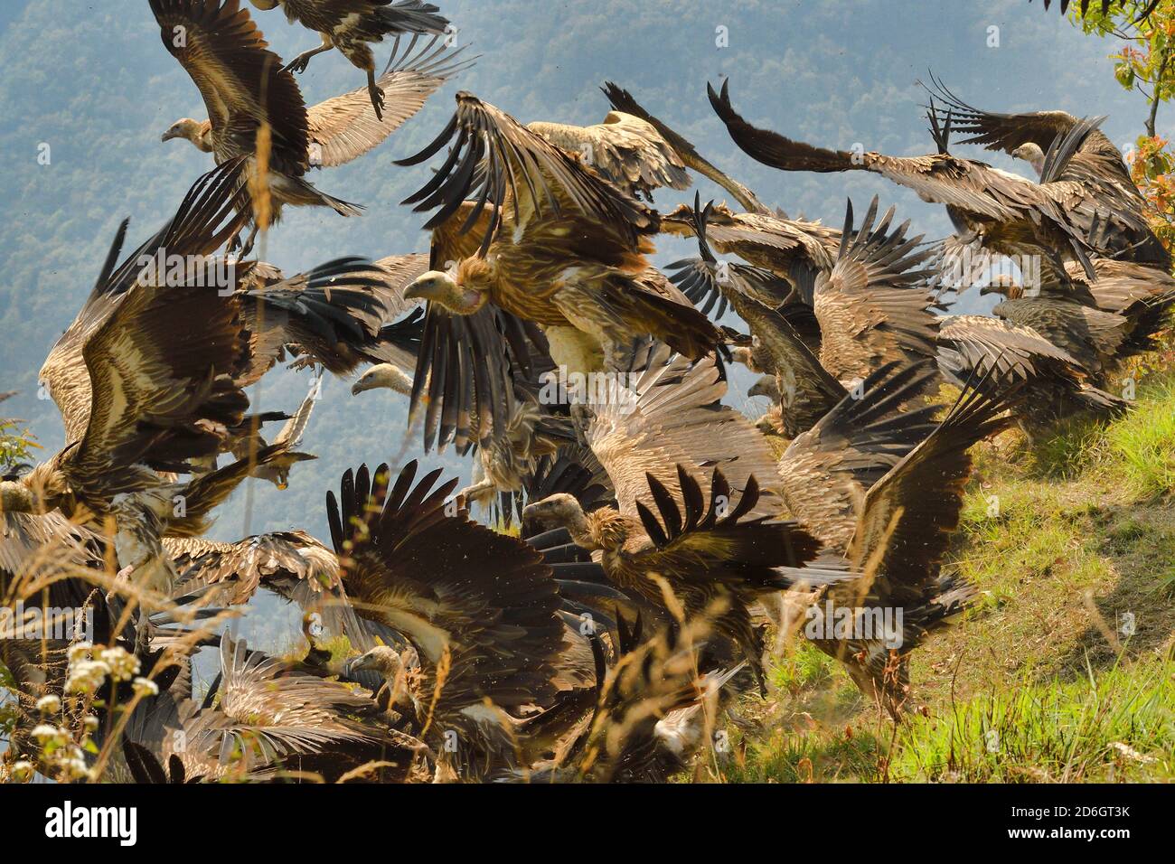 Vautours de Griffon himalayan, Gyps himalayensis en vol depuis Jackal au sud des montagnes Annapurna, au Népal Banque D'Images