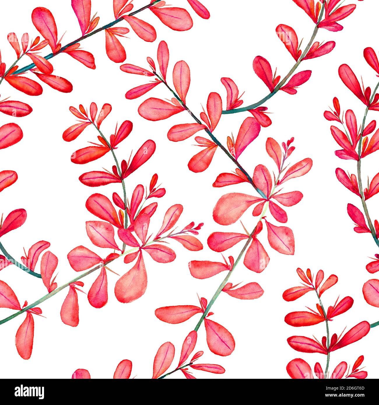 berberis vulgaris épineux (commune, européenne ou simplement barberry), branche avec feuilles rouges, illustration isolée peinte à la main aquarelle, motif sans couture Banque D'Images
