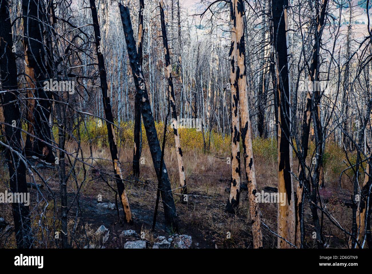 Pins charrés après un feu de forêt. Au fil du temps, même les feux de forêt dévastateurs ajoutent intrigue et beauté à la forêt. Banque D'Images