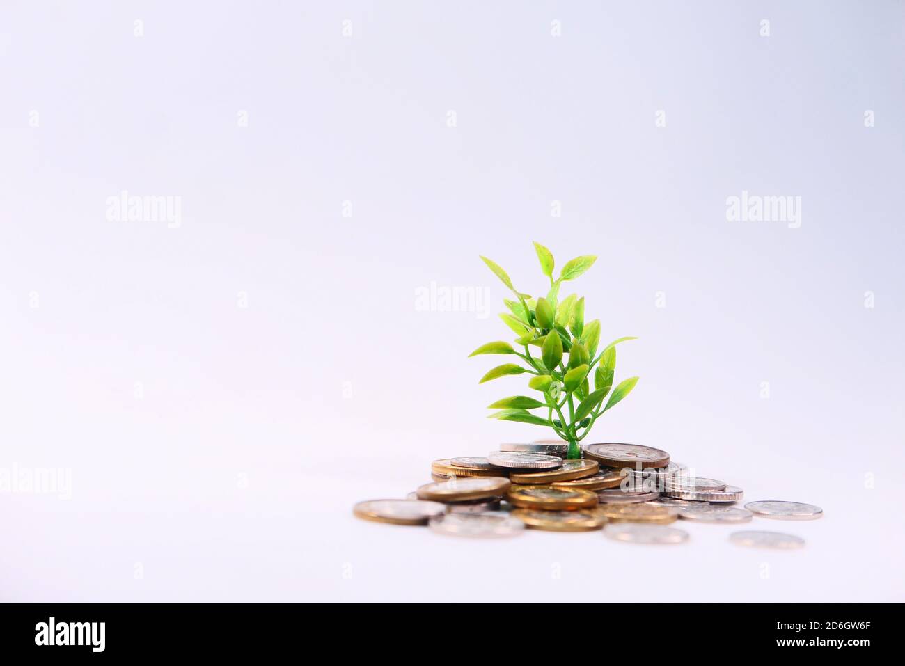 Gros plan sur le jeune plan qui grandit avec des pièces. Banque D'Images