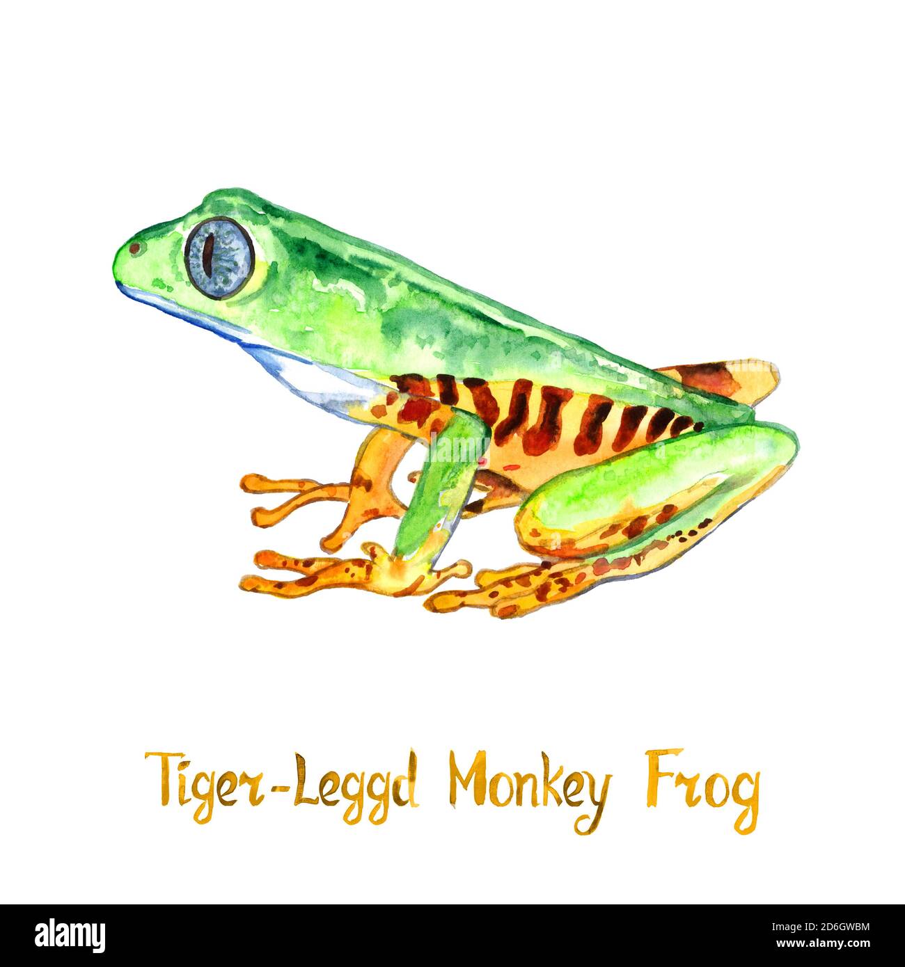 Pithecopus hypochondrialis (la feuille à pattes orange du nord ou la grenouille de singe à pattes tigrées), isolée sur une illustration aquarelle peinte à la main blanche Banque D'Images