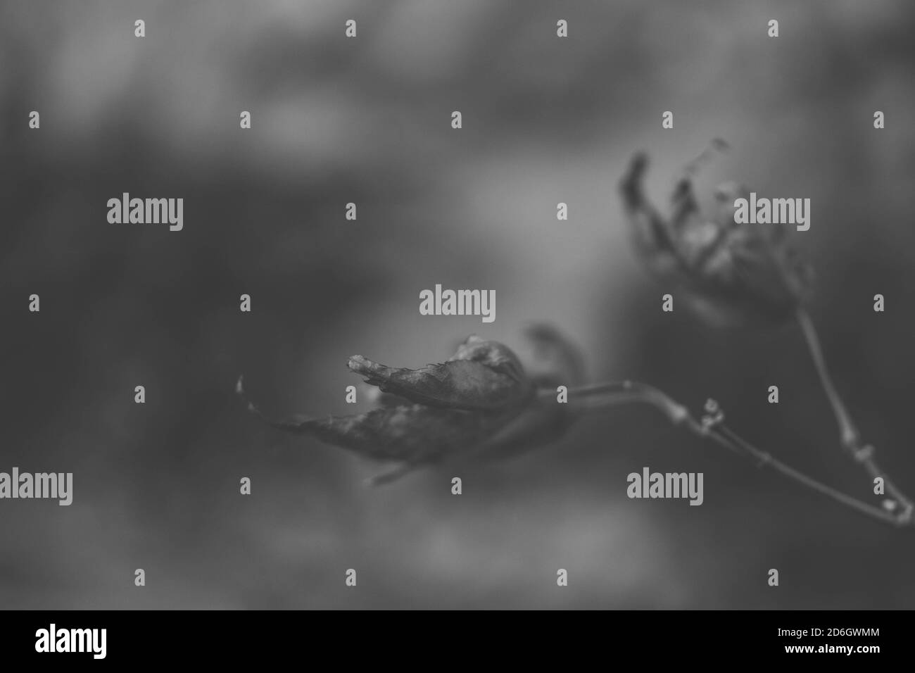 acer noir et blanc Banque D'Images