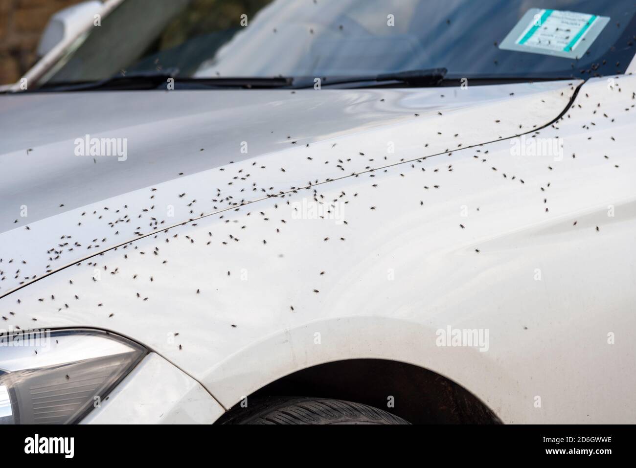 Des mouches qui essaiment sur une voiture blanche, garée. Insectes
