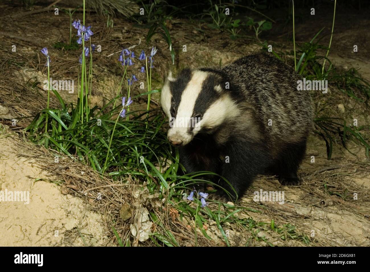 Blaireau féminin sauvage (Meles meles) debout dans la forêt. Forêt de Hemsted près de Cranbrooke Kent. 29.04.2007. Banque D'Images