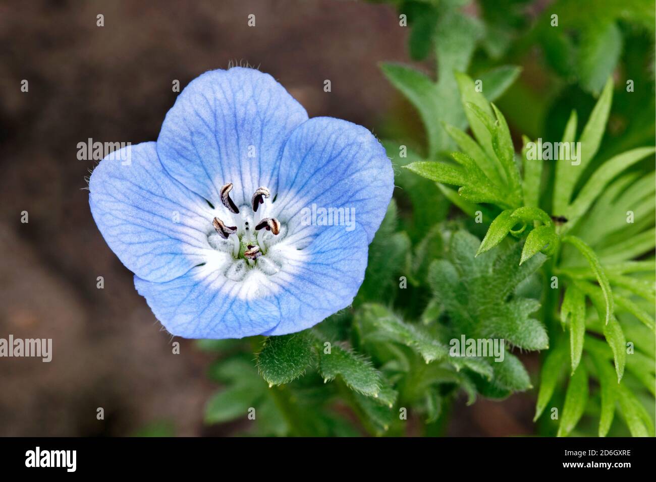 Gros plan d'une fleur unique de Nemophila menziesii, plante annuelle communément connue sous le nom de Baby Blue Eyes. Banque D'Images