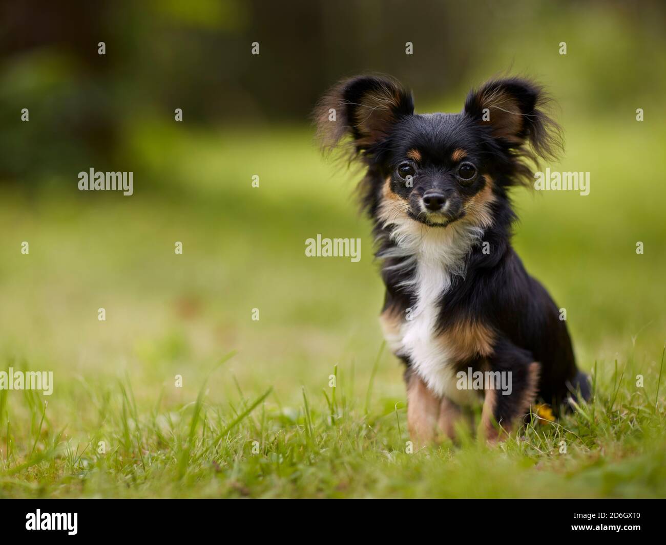 Portrait d'un jeune chien Chihuahua noir à poils longs, assis sur de l'herbe verte dans le jardin. Banque D'Images