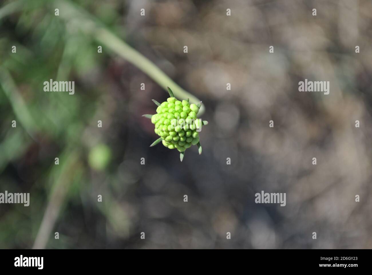 Petit bouton vert blanc Cephalaria, gros plan macro sur fond gris flou Banque D'Images