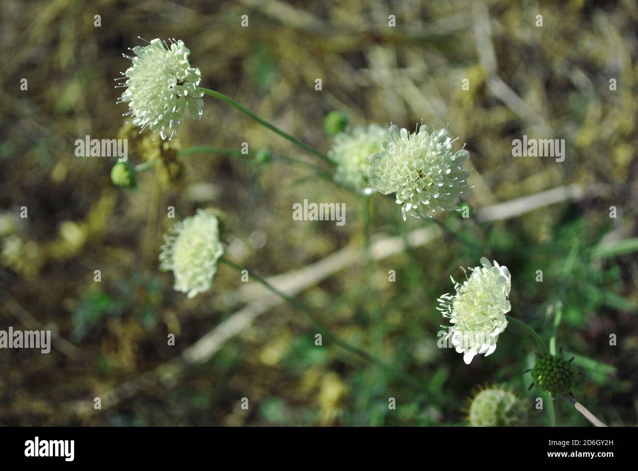 Fleurs blanches Cephalaria en fleurs, gros plan macro sur fond gris flou Banque D'Images