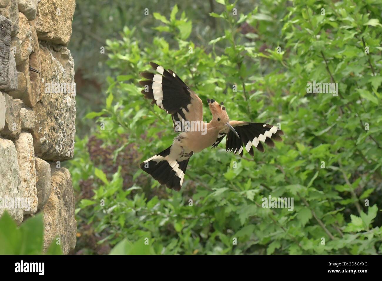 Hoopoe, Upupa epops. Laissant le trou de nidification dans le mur de pierre. Près du Poujol sur Orb, Herault, France Banque D'Images