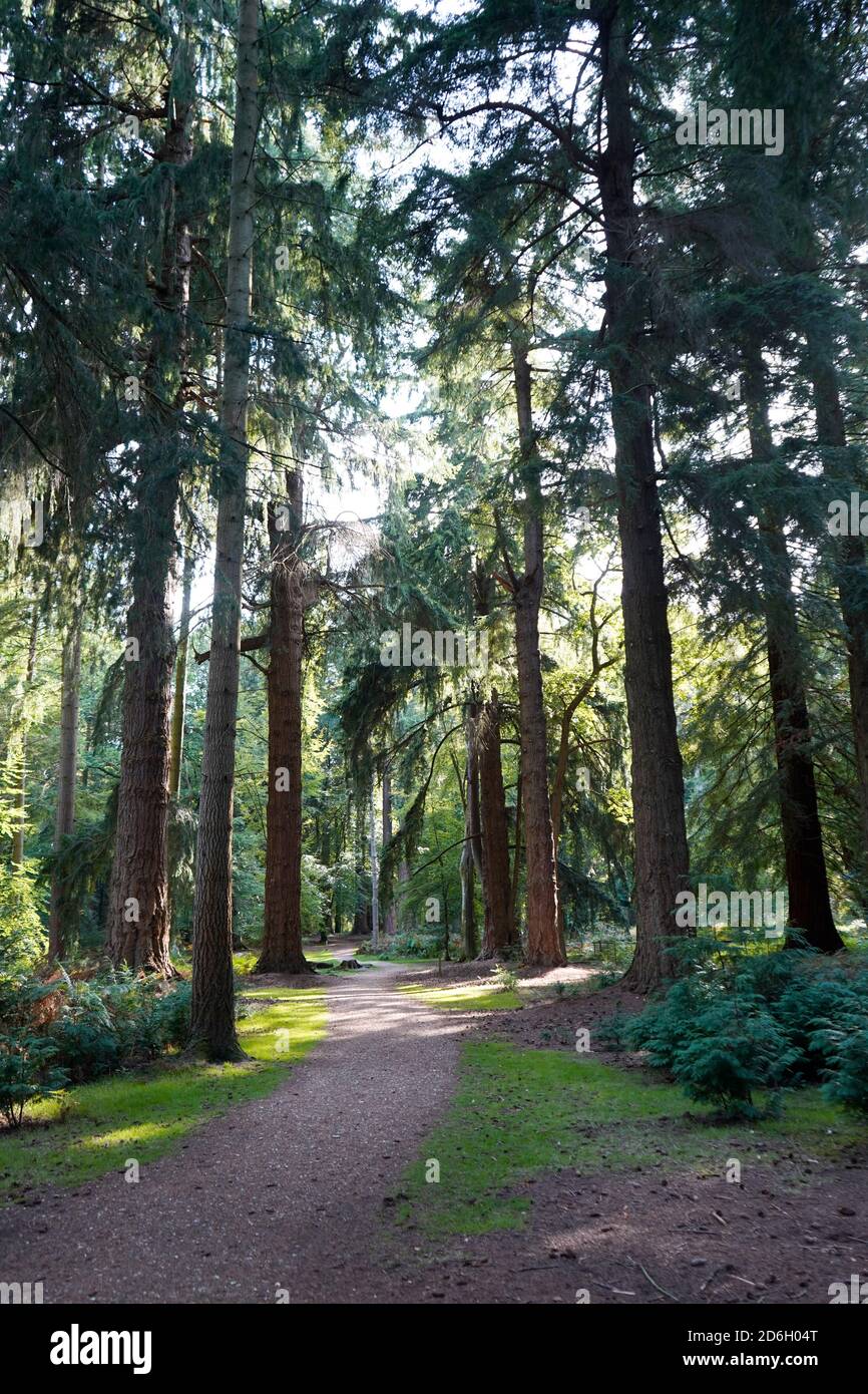 Tall Trees Trail, Nouvelle forêt, Angleterre Banque D'Images