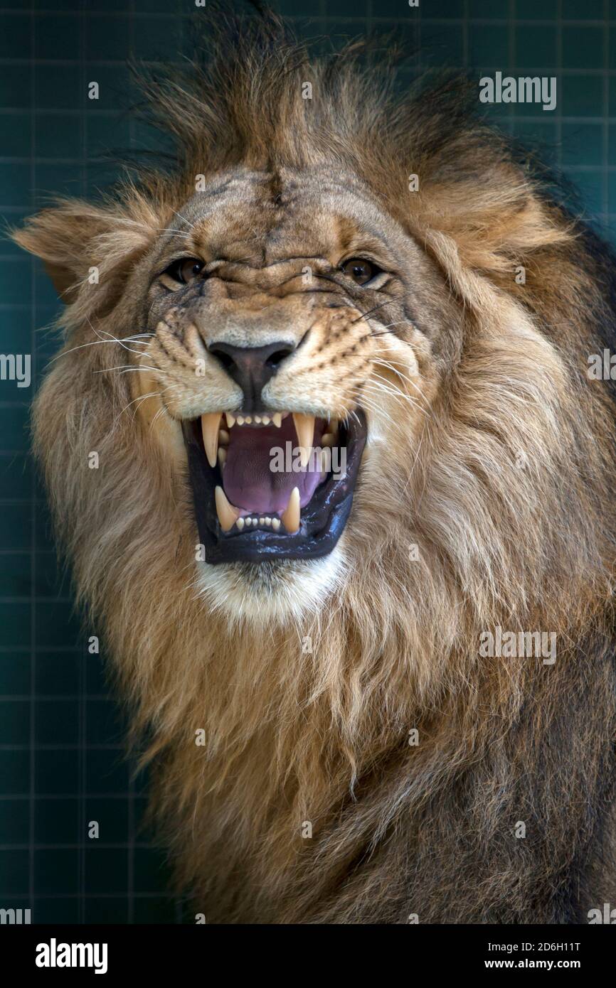 Un lion grandit dans son enceinte au zoo de Berlin en Allemagne. Banque D'Images