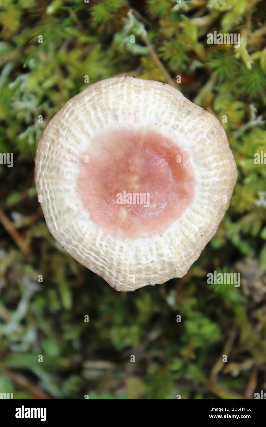 Poisonpie Hebeloma mesophaeum voilée - Banque D'Images