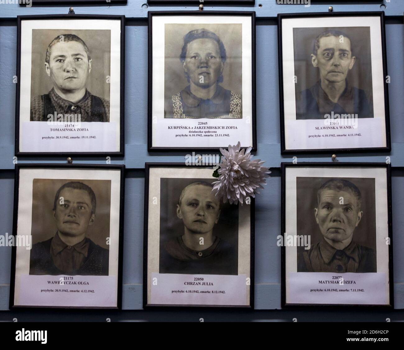Portraits de personnes exterminés au Musée d'État d'Auschwitz-Birkenau à Oswiecim en Pologne en 1942. Banque D'Images