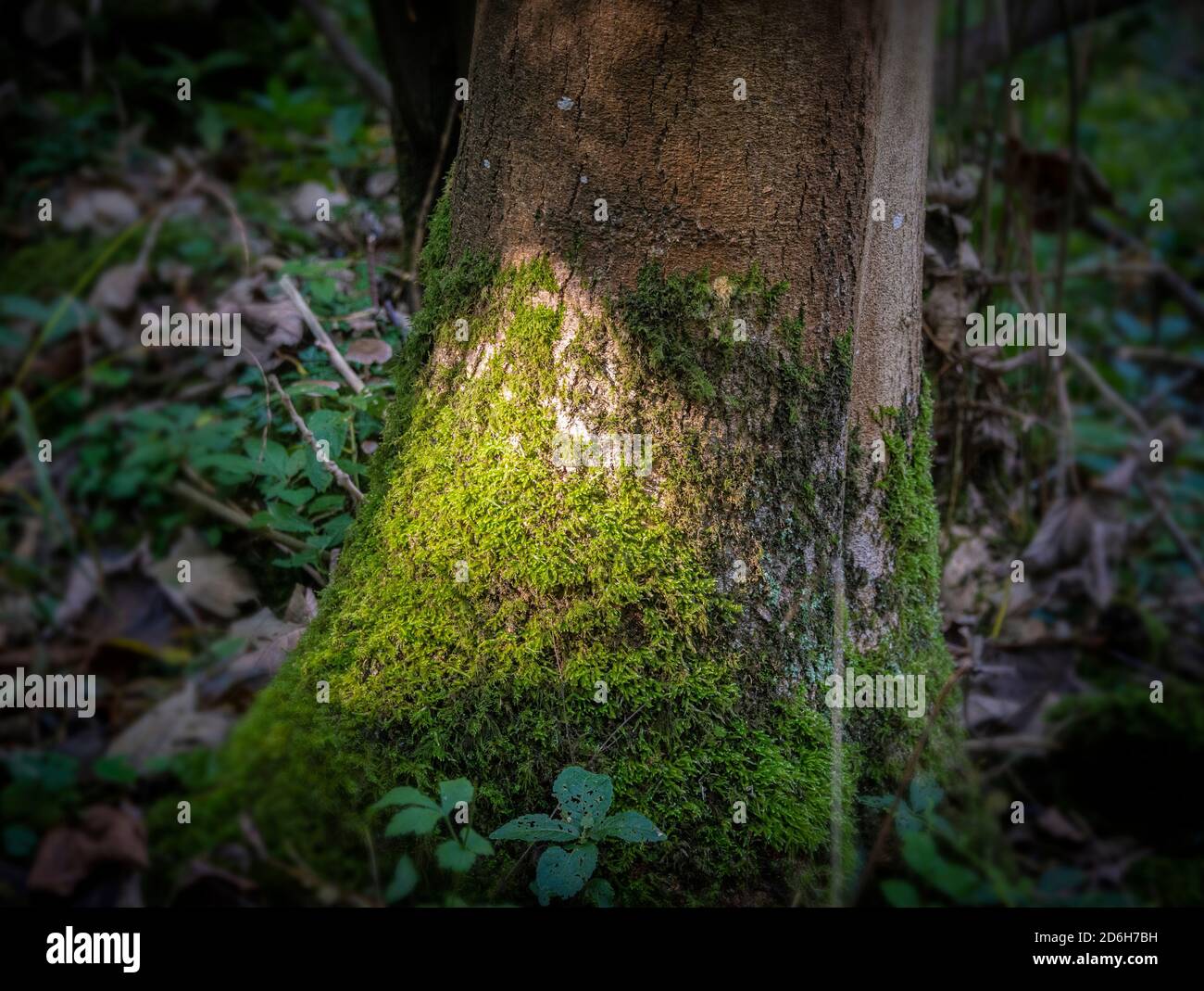 Soleil brillant sur la mousse sur le côté d'un arbre dans la forêt. Banque D'Images