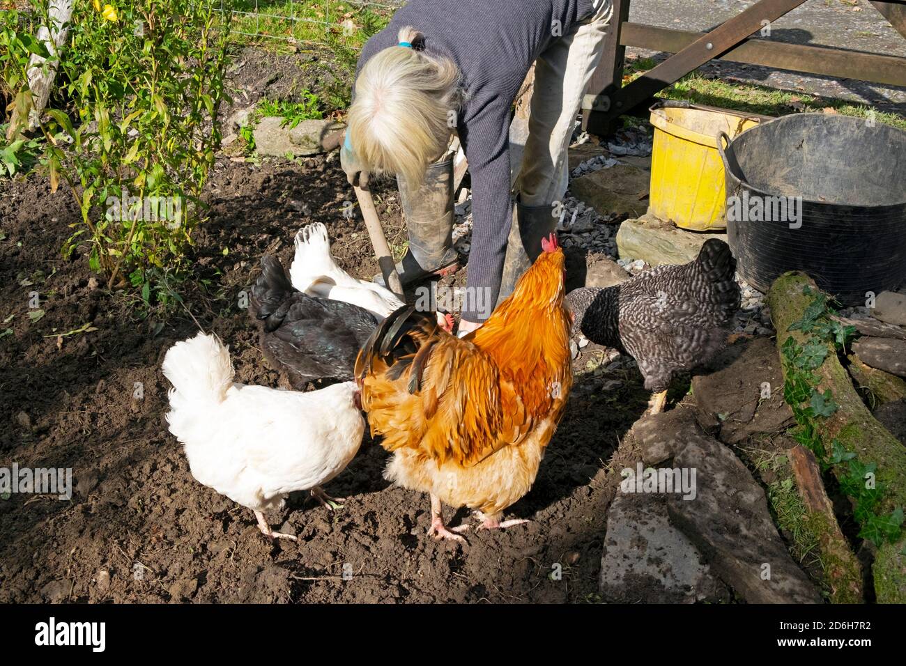 Femme se pencher vers le bas jardinage creusant désherbage dans le jardin en faisant neuf Lit avec poules en liberté poulets coq en automne pays de Galles R.-U. KATHY DEWITT Banque D'Images