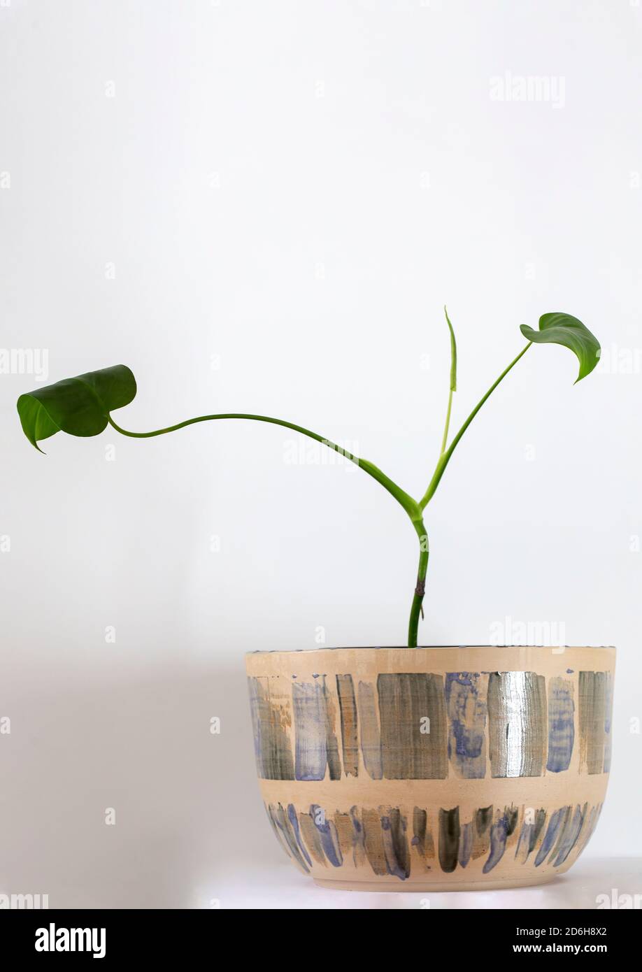 Pot à rayures avec o plante verte sur fond blanc Banque D'Images
