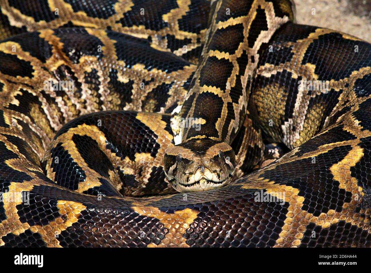 Gros plan d'un serpent enroulé depuis la vue de face. Serpent python réticulé (Malayopython reticulatus) parfois connu sous le nom de Royal Python ou ball Python Banque D'Images