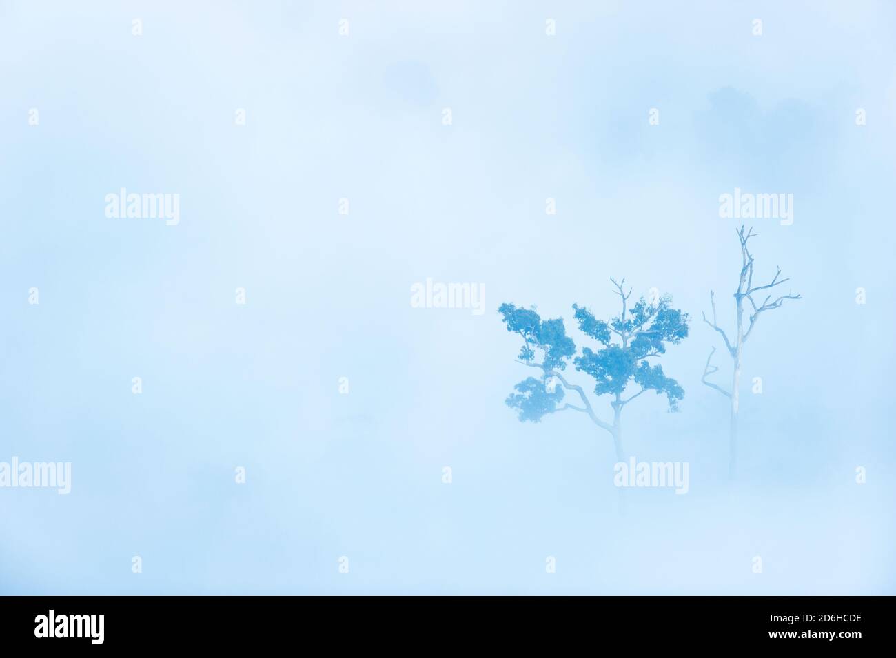 Vue aérienne de couple grands arbres dans la brume matinale, mort et vivante, scène de la nature du contraste entre la vie et la mort. Banque D'Images