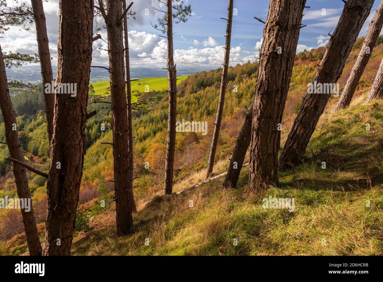 Forêt de Coed Llangwyfan, chaîne de Clwydian, pays de Galles du Nord Banque D'Images