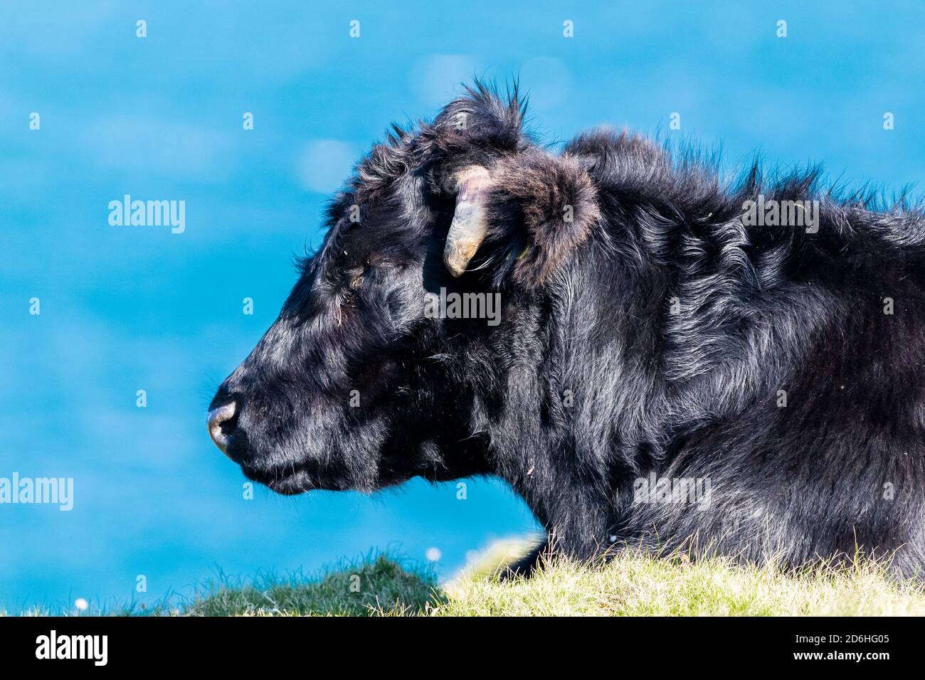 Une vache noire près de la côte à Pembrokeshire, au pays de Galles Banque D'Images