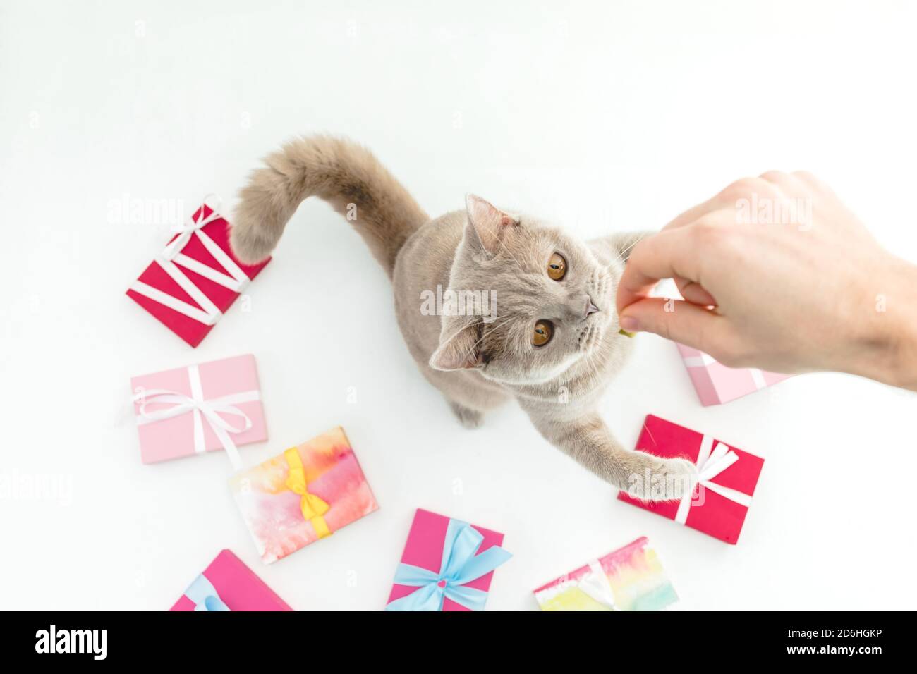 Chaton écossais avec cadeaux et main de femme sur fond blanc. Flat Lay, vue de dessus Banque D'Images