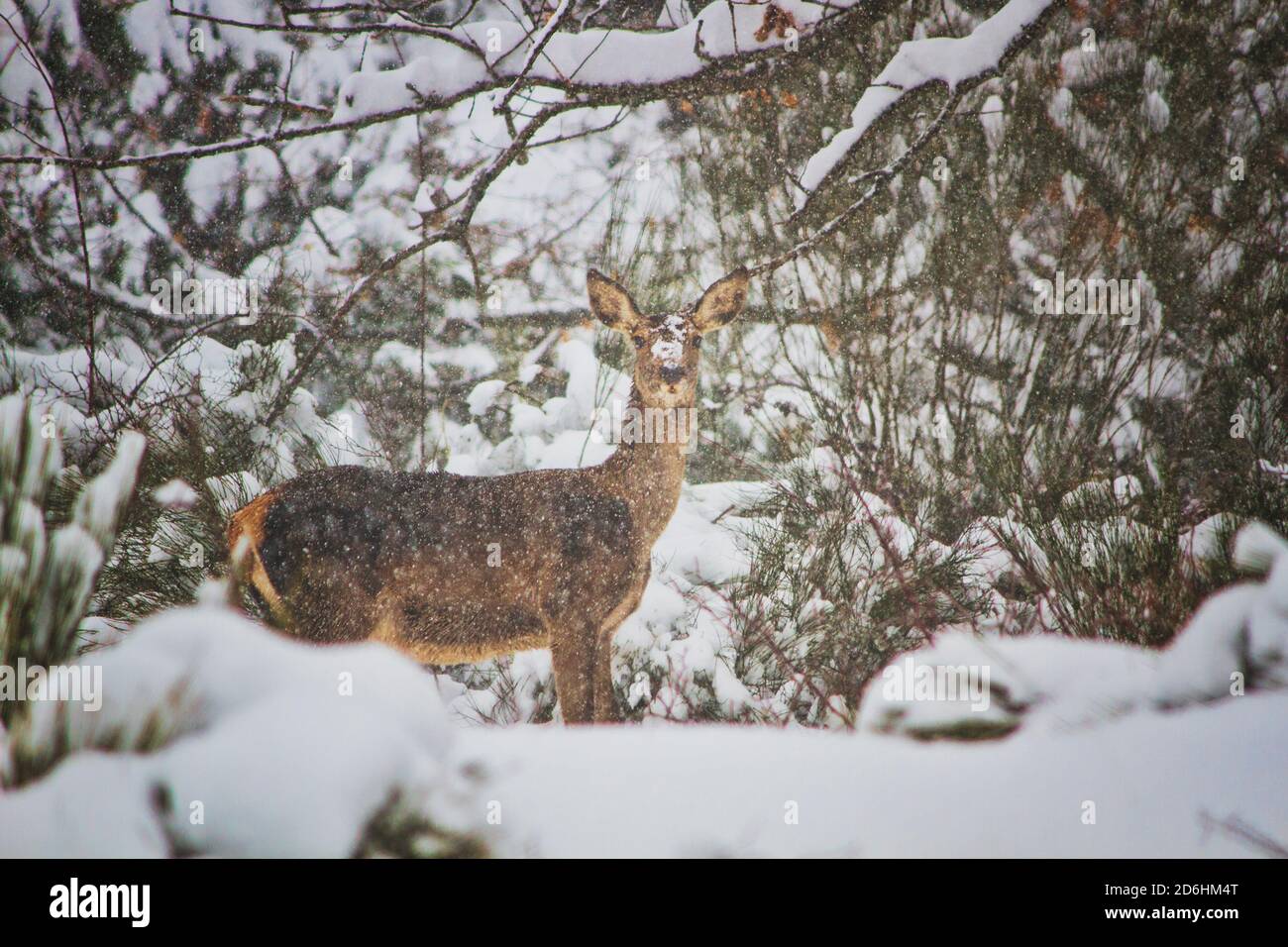 Observer l'appareil photo pendant le neigrage Banque D'Images