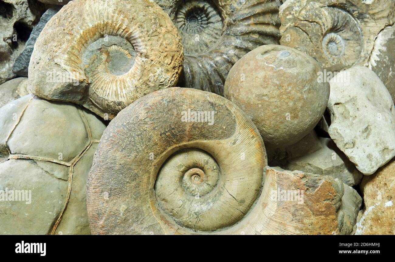 contexte - des coquilles d'ammonites, des bétons et d'autres spécimens paléontologiques et géologiques sont récoltés Banque D'Images