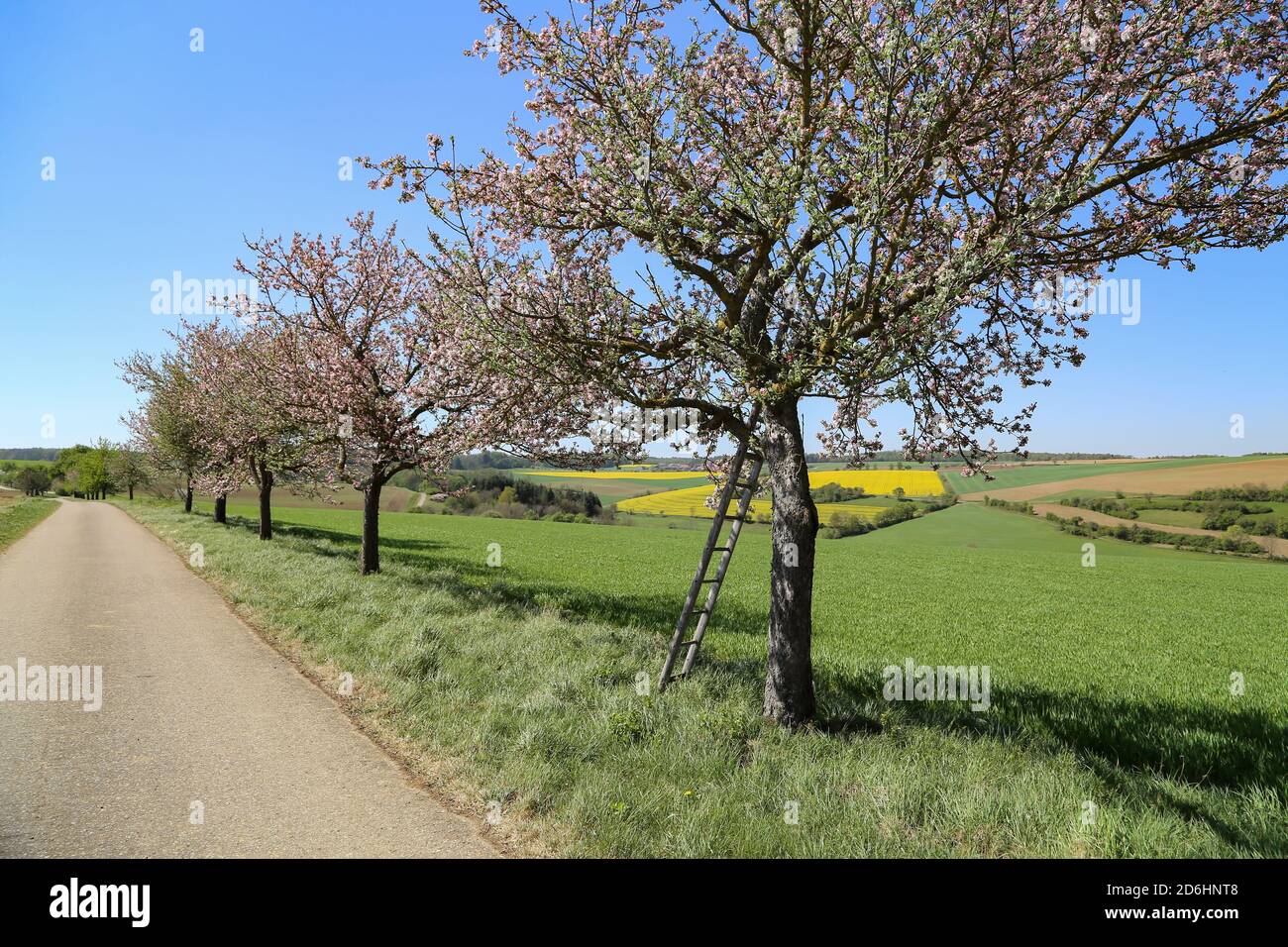 Fleurs de pommiers le long de la route au printemps Banque D'Images