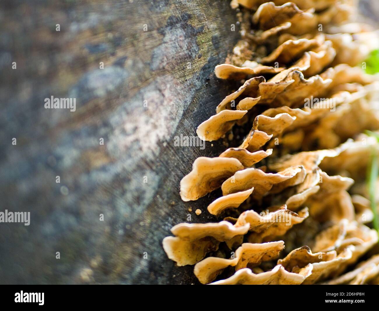 Dinde champignon de la queue (Trametes versicolor) poussant sur une souche d'arbre à l'automne, au Royaume-Uni Banque D'Images