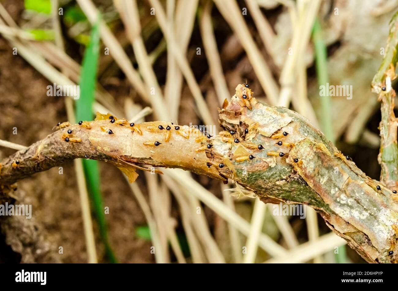 Les termites rampent sur une branche d'un arbre, loin d'un nid de deurres. Banque D'Images
