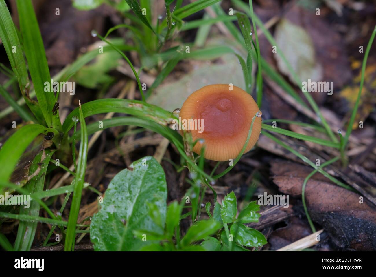 un seul champignon sauvage de couleur orange Banque D'Images