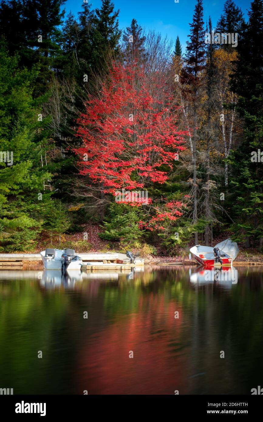 Arbre rouge vif réfléchi dans l'eau - Parc Algonquin, Ontario, Canada Banque D'Images
