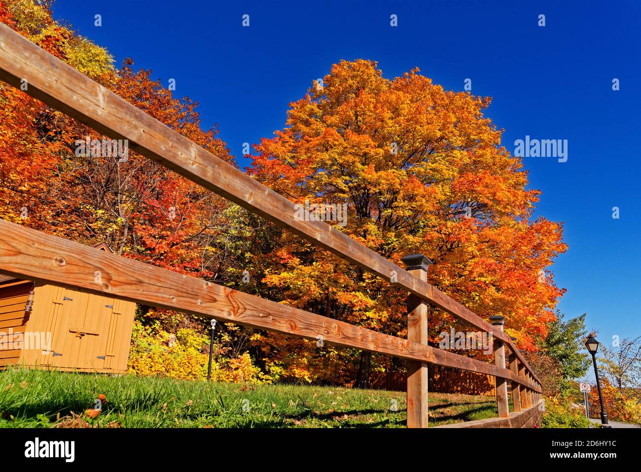 fiery-red-maple-trees-banque-de-photographies-et-d-images-haute