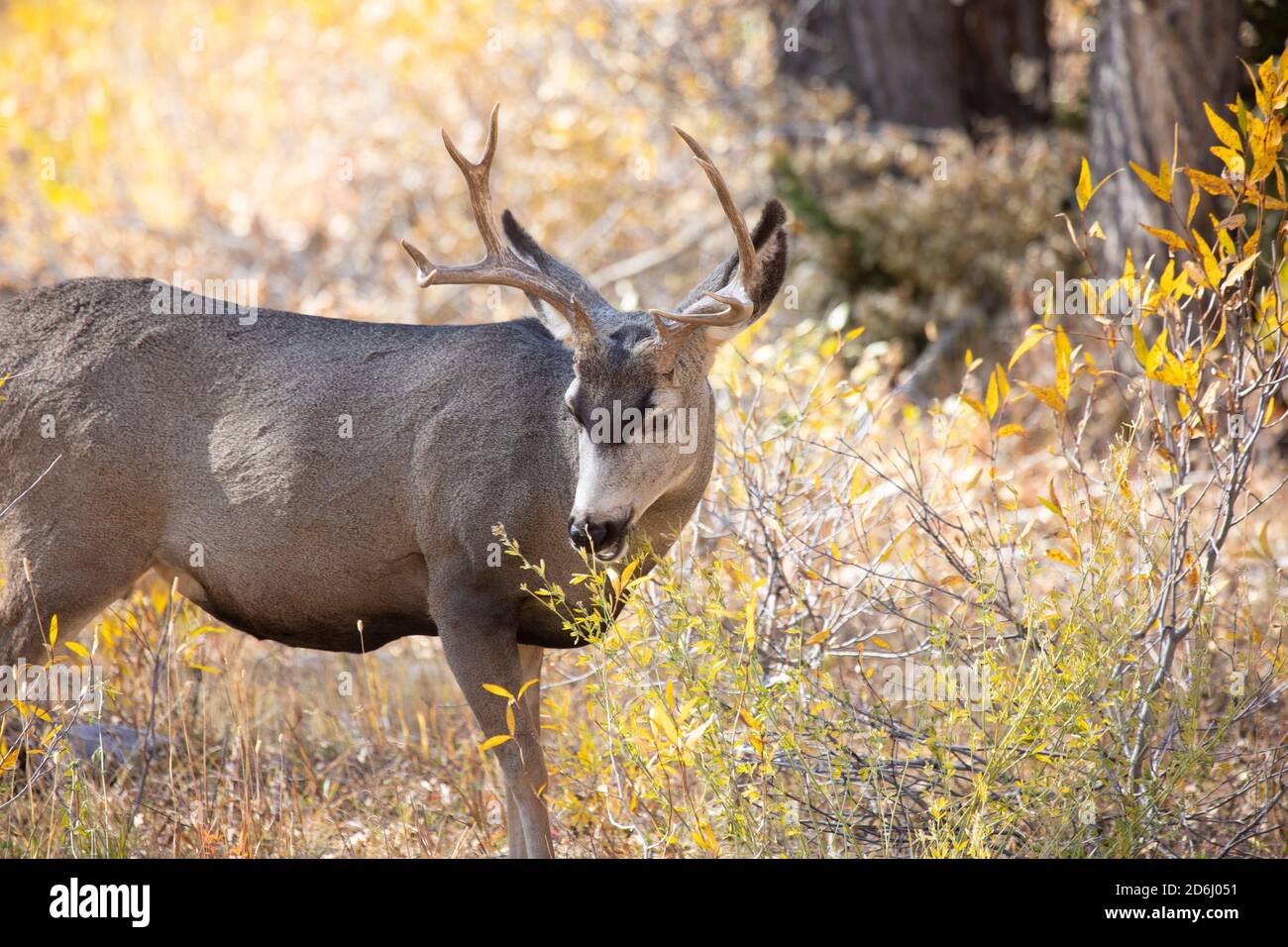 Navigation Buck Mule Deer Banque D'Images