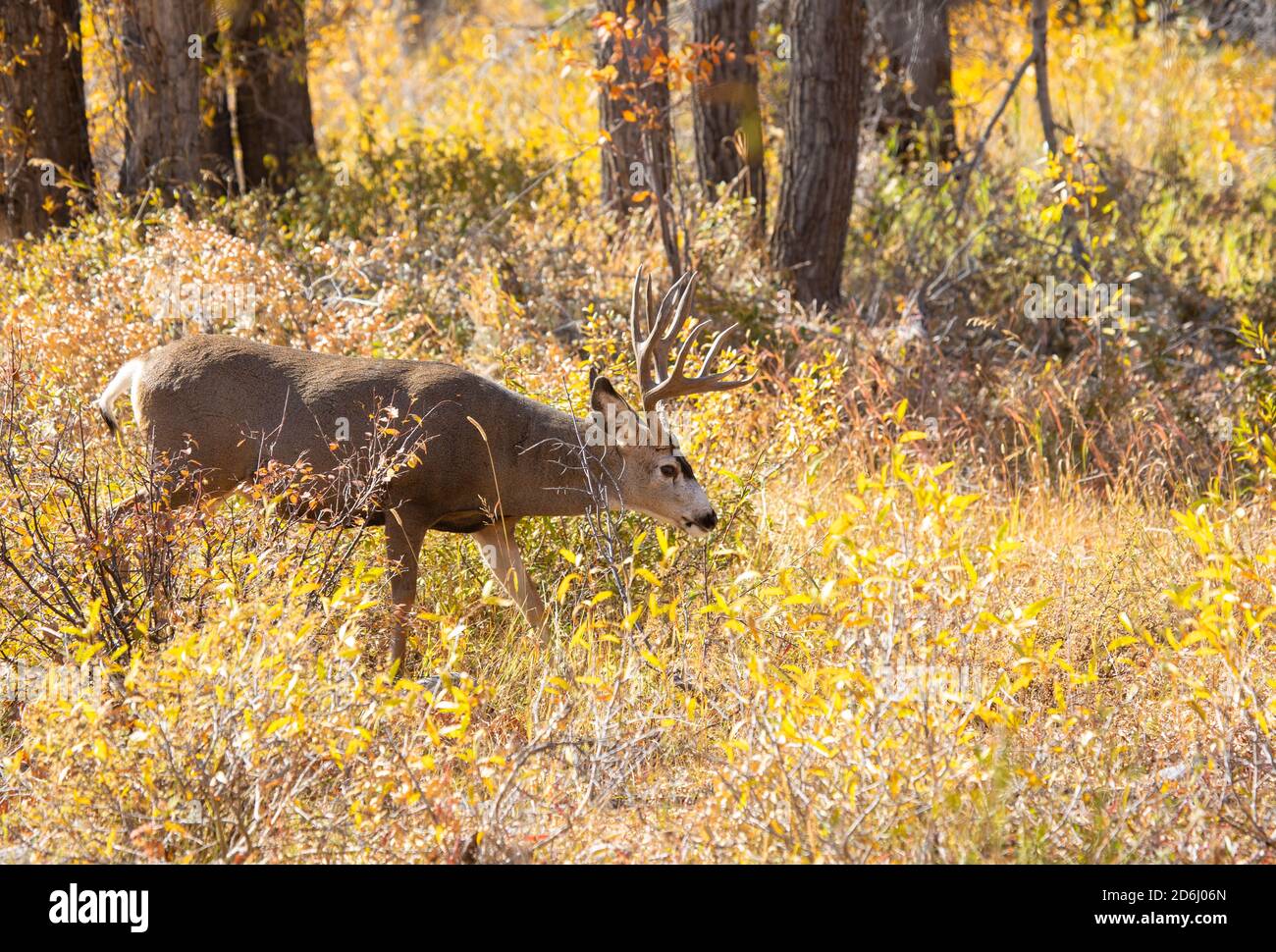 Navigation Buck Mule Deer Banque D'Images