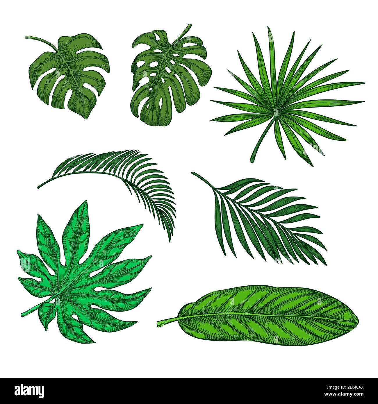 Ensemble de feuilles de palmier vert tropical, illustration d'esquisse vectorielle. Éléments de nature tropicale dessinés à la main et motifs floraux. Illustration de Vecteur
