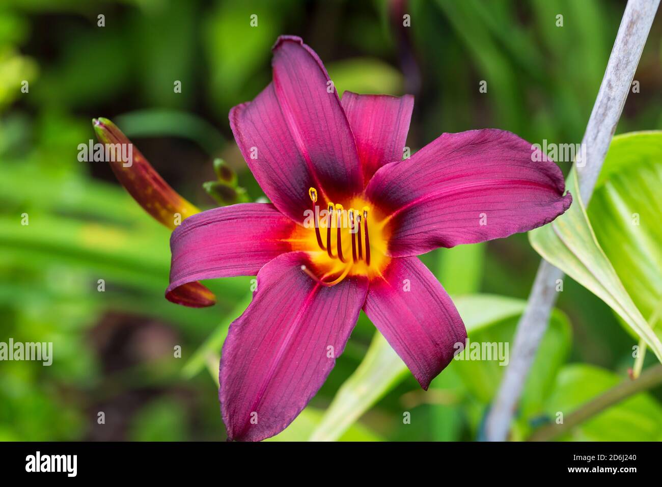 Hemerocallis Juan Maria Violet profond, dayly Banque D'Images