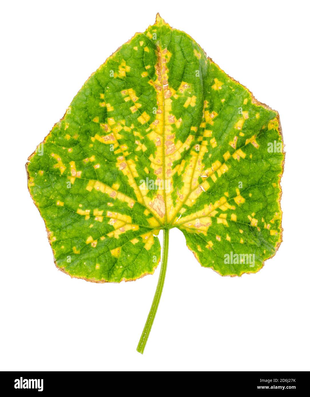 Feuille de concombre verte endommagée par des maladies et des ravageurs. Studio photo Banque D'Images