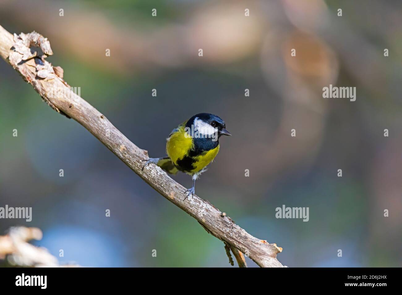 Grande dîme, Parus Major, perches sur une branche dans le parc national de Cairngorms en hiver. Banque D'Images