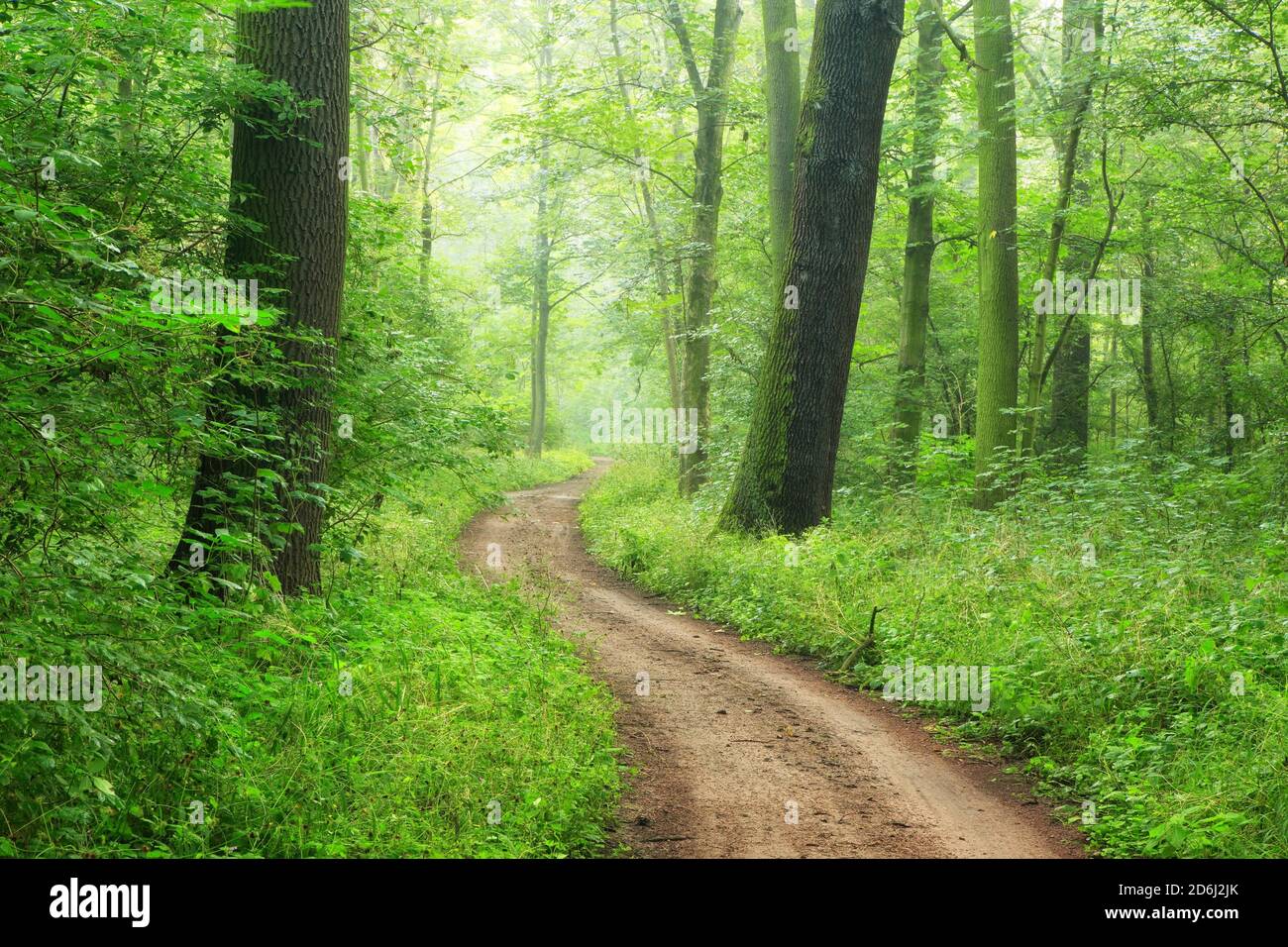 Sentier de randonnée serpente à travers la forêt semi-naturelle dense de plaine inondable le long de la rivière Saale, près de Ploetzkau, Saxe-Anhalt, Allemagne Banque D'Images