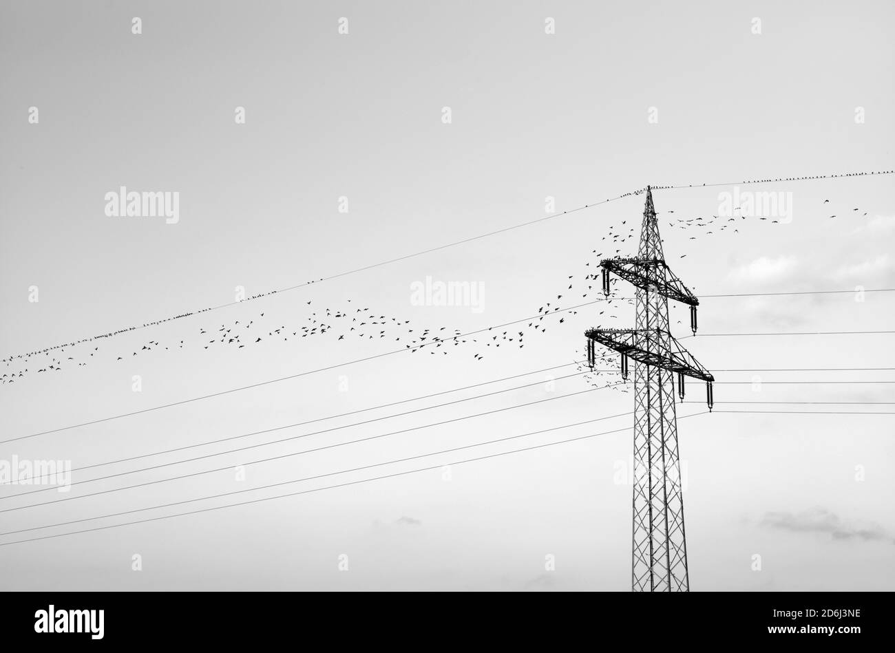 Esturnus vulgaris (férus vulgaris) assis sur la ligne aérienne, Stuttgart, Bade-Wurtemberg, Allemagne Banque D'Images