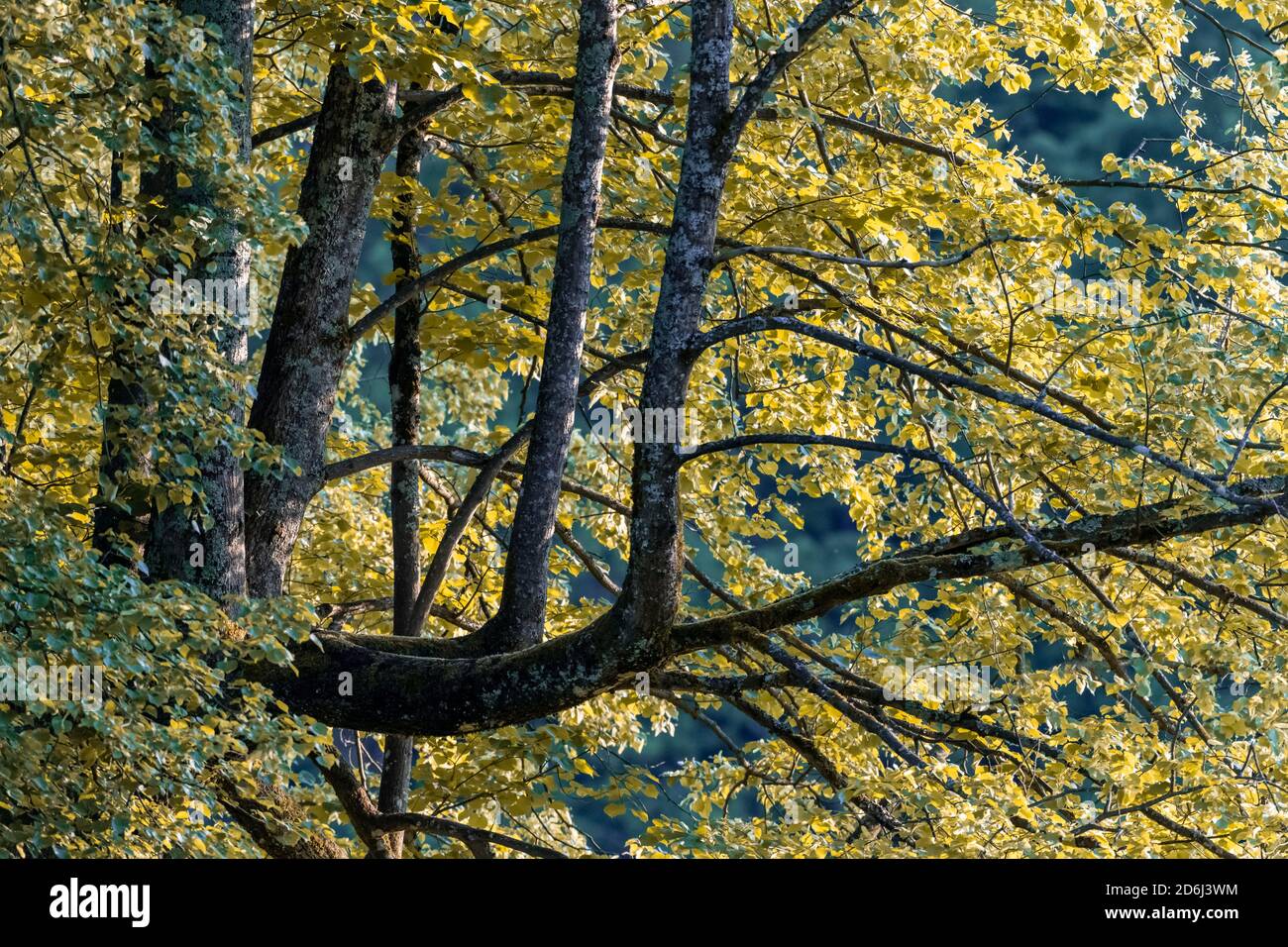 Arbre avec branches latérales, feuilles jaunes, Perlacher Forst, Munich, haute-Bavière, Bavière, Allemagne Banque D'Images