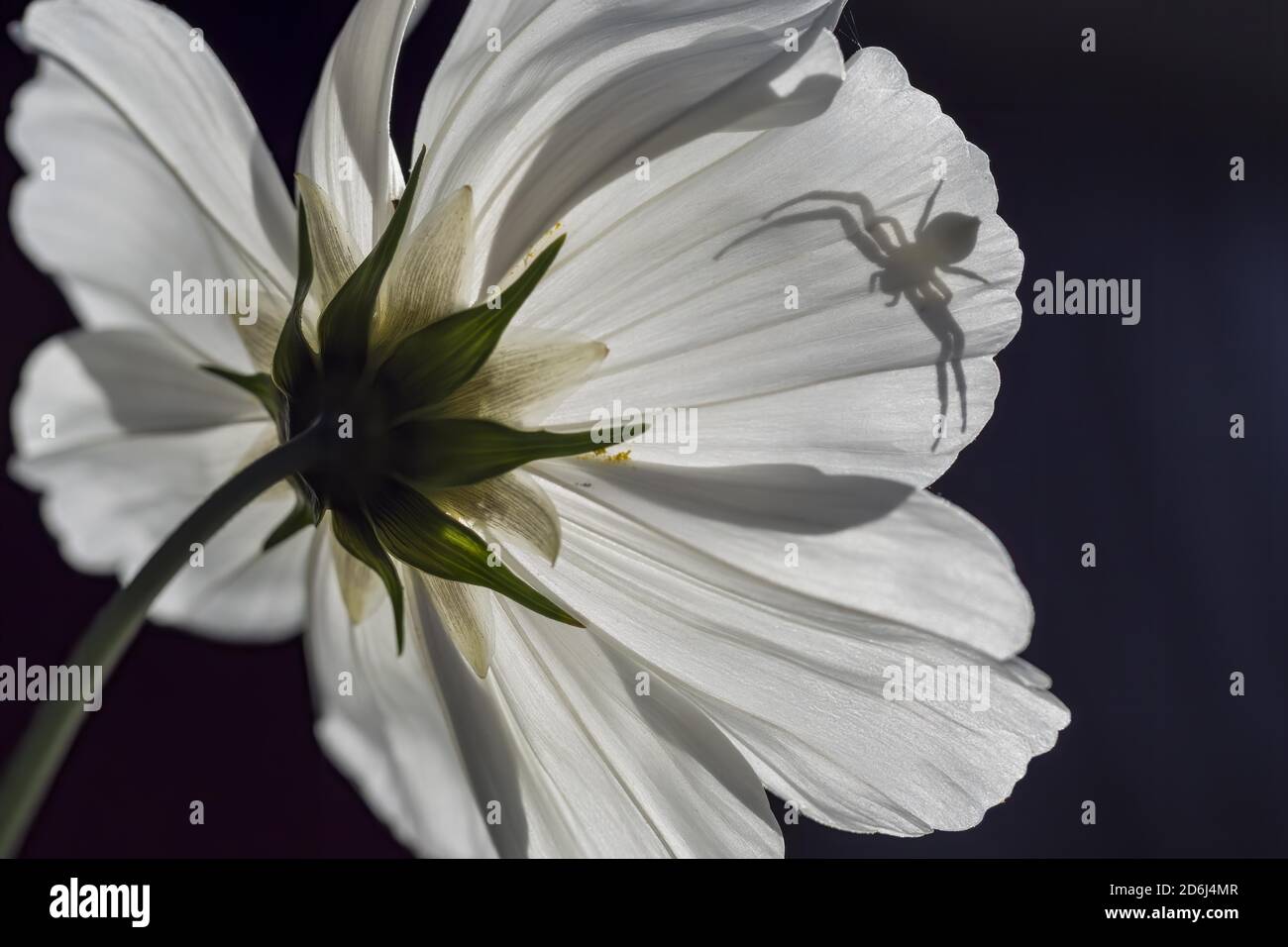 Araignée de crabe d'or (Misumena vatia) sur l'aster mexicain en attente (Cosmos bipinnatus) , Silhouette, Hesse, Allemagne Banque D'Images