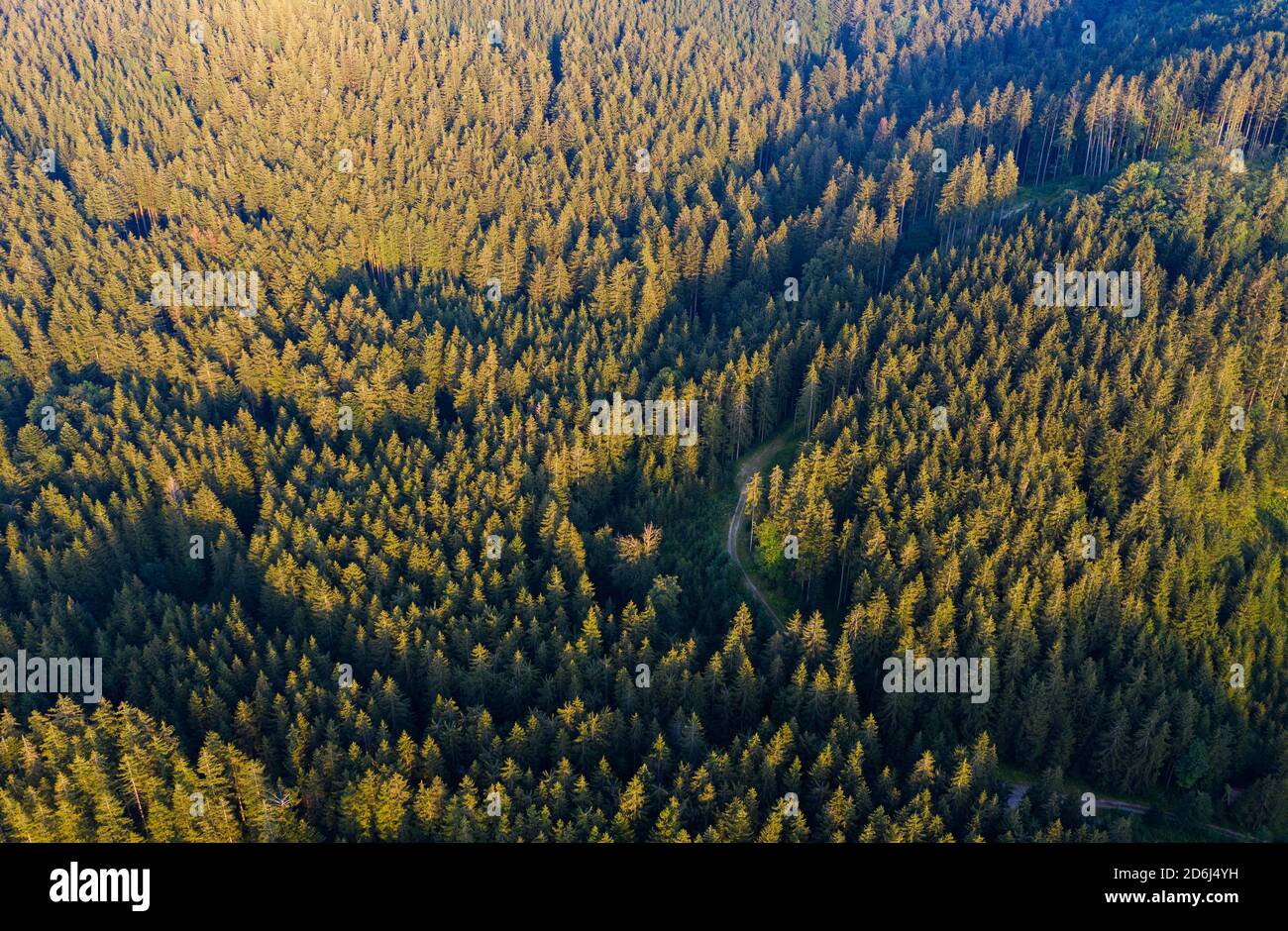 Route à travers la forêt d'épicéa d'en haut, tir de drone, Mondseeland, Salzkammergut, haute-Autriche, Autriche Banque D'Images