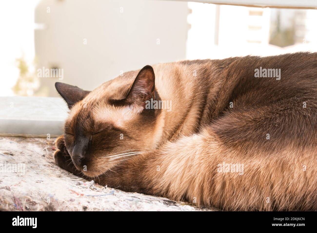 Chat siamois dormant sur le balcon Banque D'Images