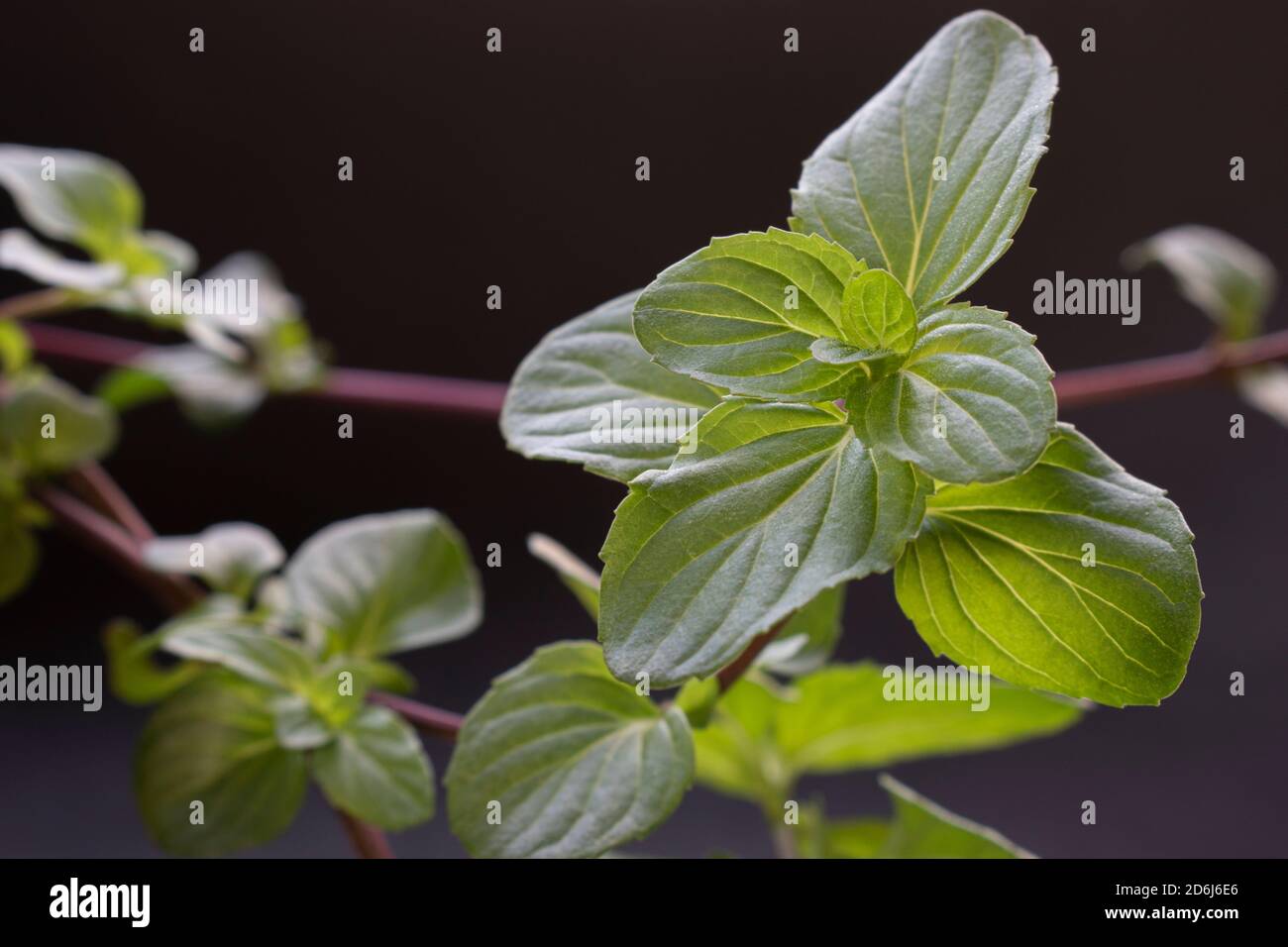 Feuilles de menthe fraîche sur fond noir Banque D'Images